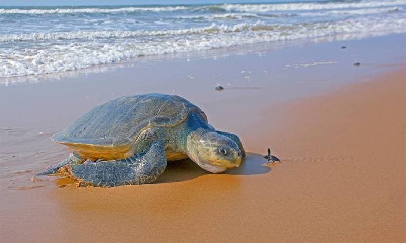 Île de Poilão : Le Sanctuaire des Tortues Marines